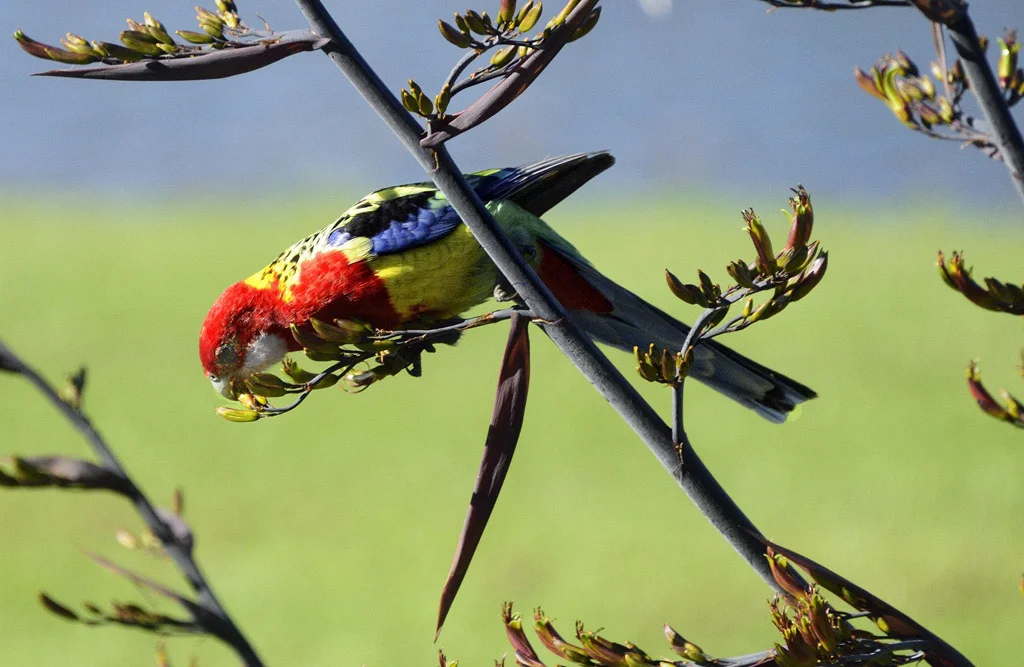 Rosella