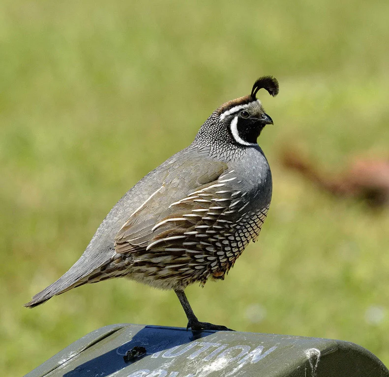  Quail 