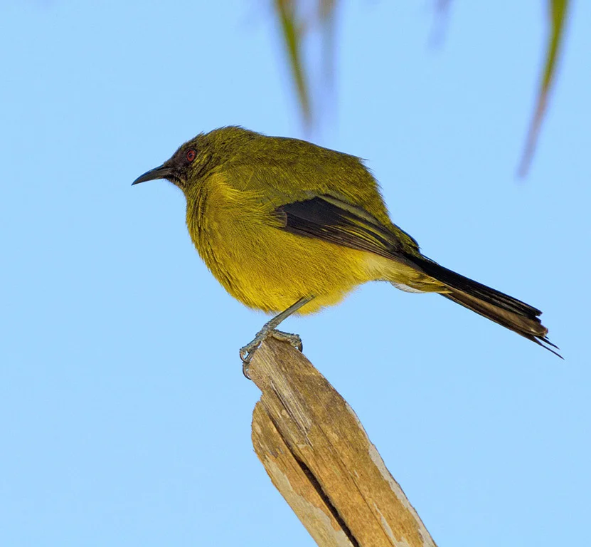  Bellbird 