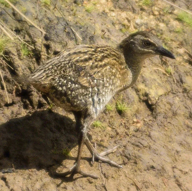  Banded Rail 