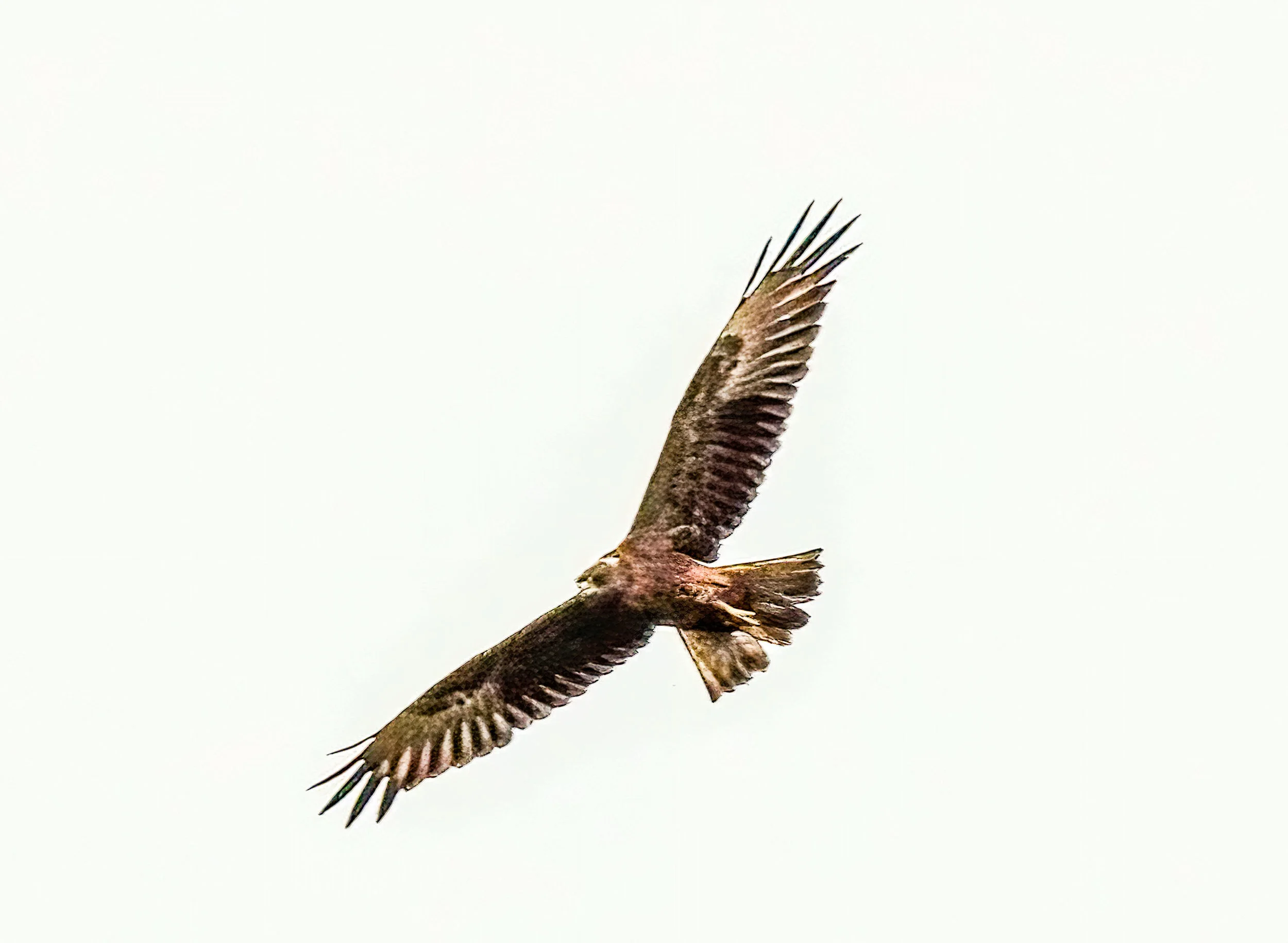 untitled (1 of 1).jpg