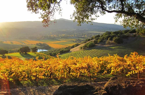 Kunde Mountaintop Tasting