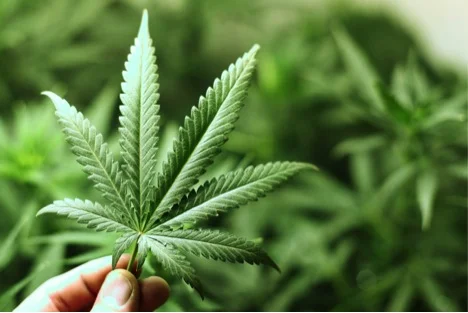 Tax Policies for Kentucky’s Potential Marijuana Industry
