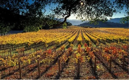 Impact of California’s Drought on Wine Industry