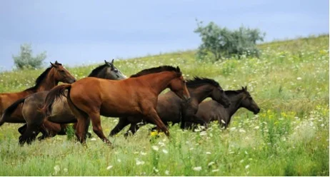 Wild Horses:  Addressing the Problem of Kentucky’s Free-Roaming Horses