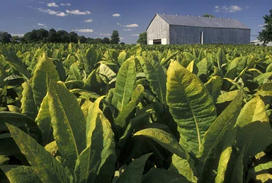 Tomato, Tobacco, Let’s call the whole Thing off