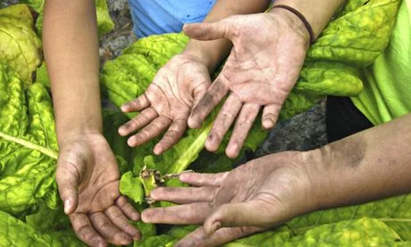 Children: Too Young to use Tobacco, but Old Enough to Harvest?
