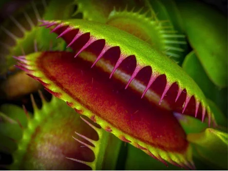 It’s a Trap! Venus Flytrap Poaching Laws