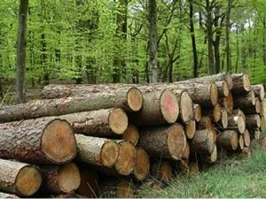 Branching Out: What Can Kentucky Lawmakers Do To Help Landowners Utilize Current Timber Theft Laws?