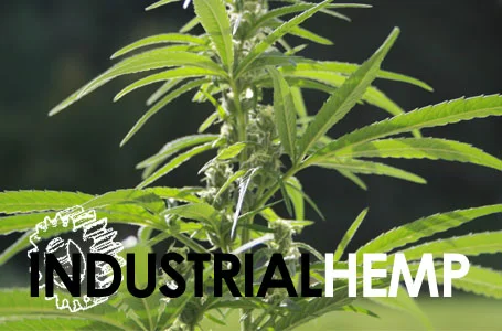 Hemp, Hemp, Hooray!  Hemp Supporters Praise McConnell for His Success in Permitting Interstate Transportation of Hemp Through the 2016 Farm Bill