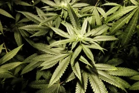 The High Risk of Going Green: The Ethical Dilemmas Attorneys Face Representing the Marijuana Industry