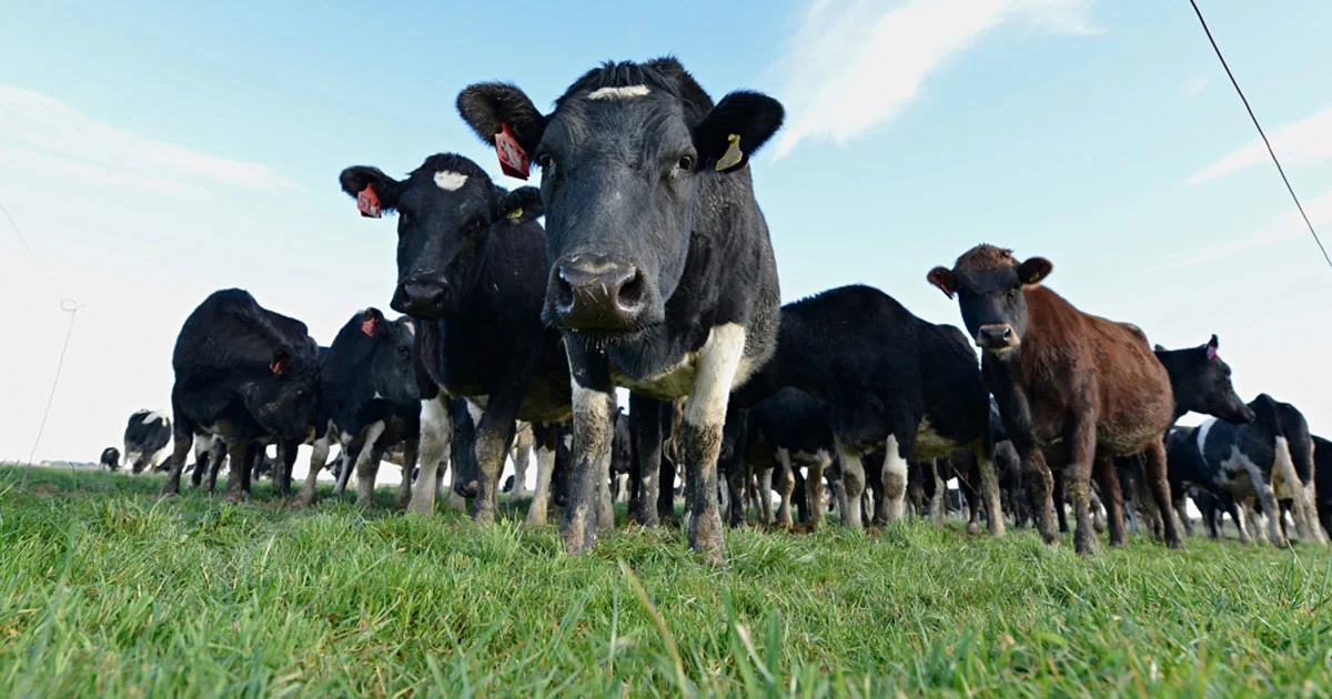 http://www.ruralnewsgroup.co.nz/item/12644-farmers-back-culling-of-4000-cows-from-infected-farms