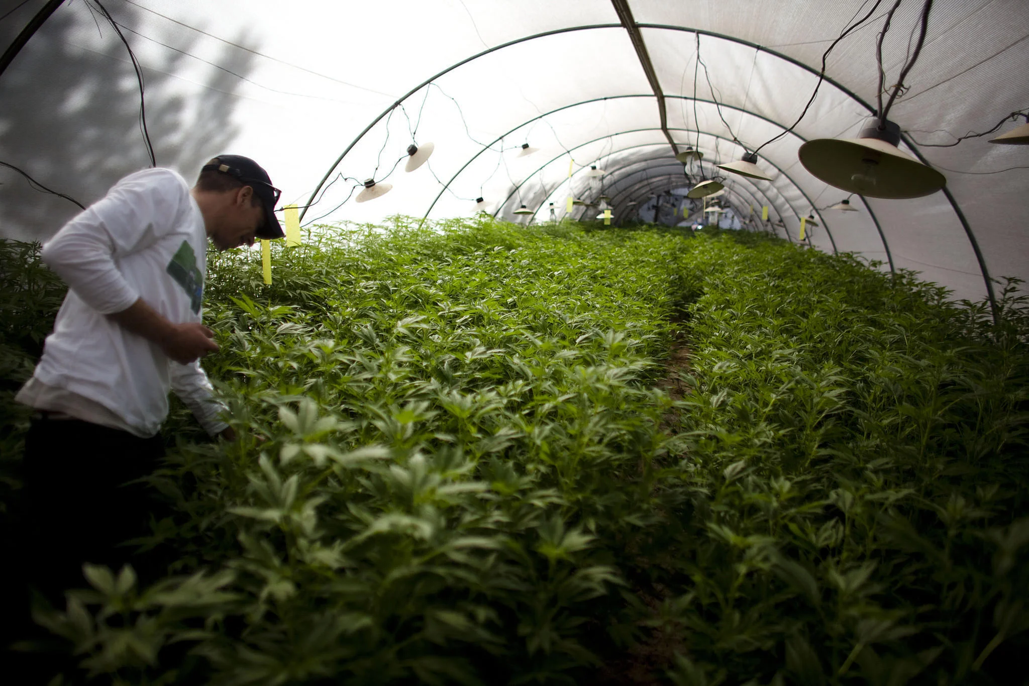 http://www.baltimoresun.com/news/maryland/politics/bs-md-special-session-medical-marijuana-20170731-story.html
