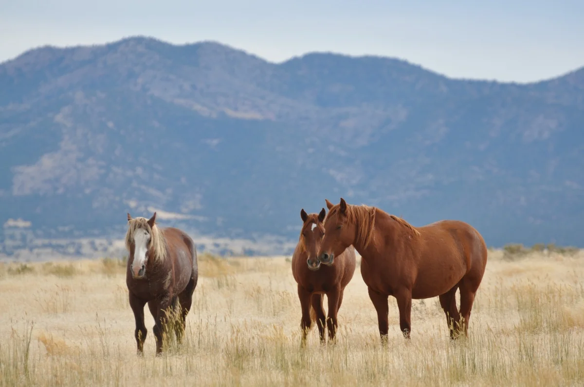 Mass Sterilization of Wild Horses? The U.S. Department of the Interior’s Newest Project 