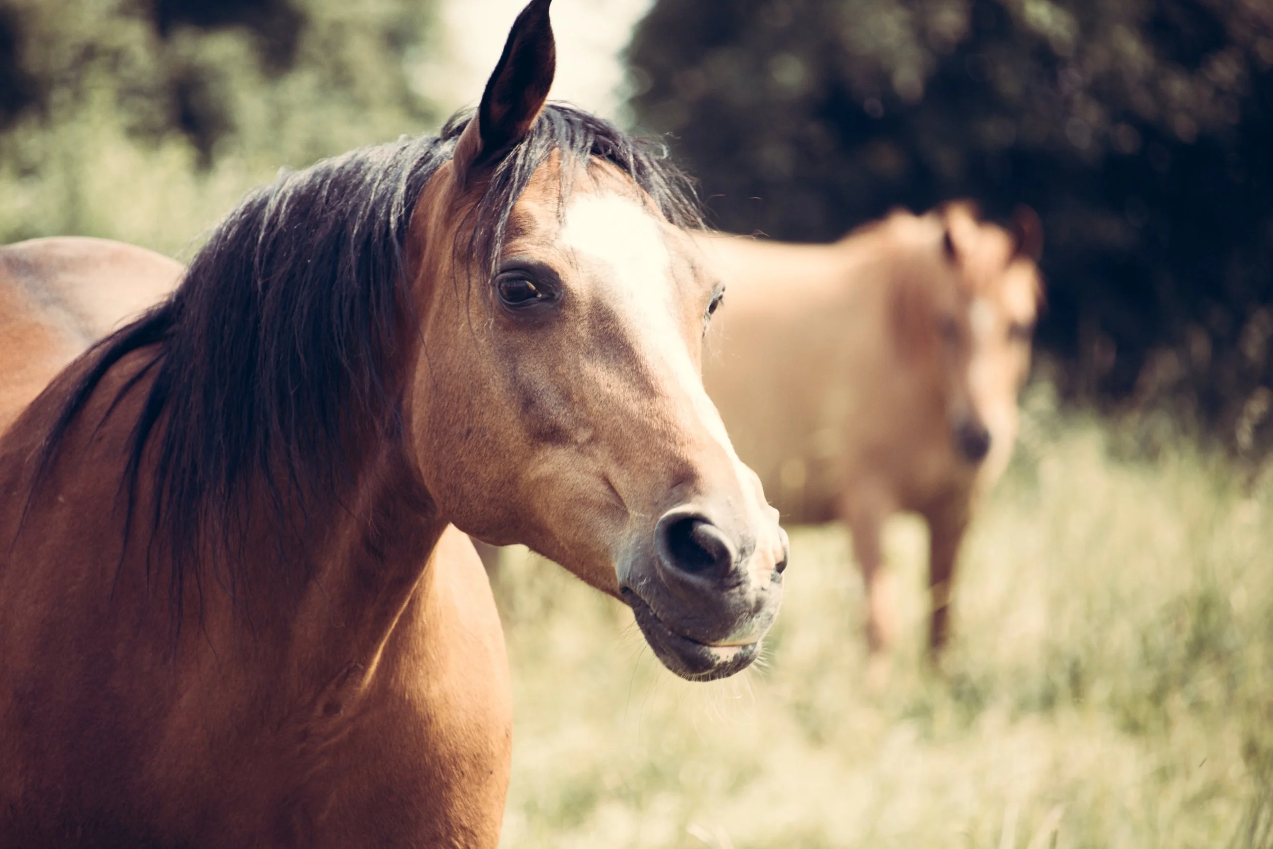 animals-blurred-background-countryside-1128839.jpg