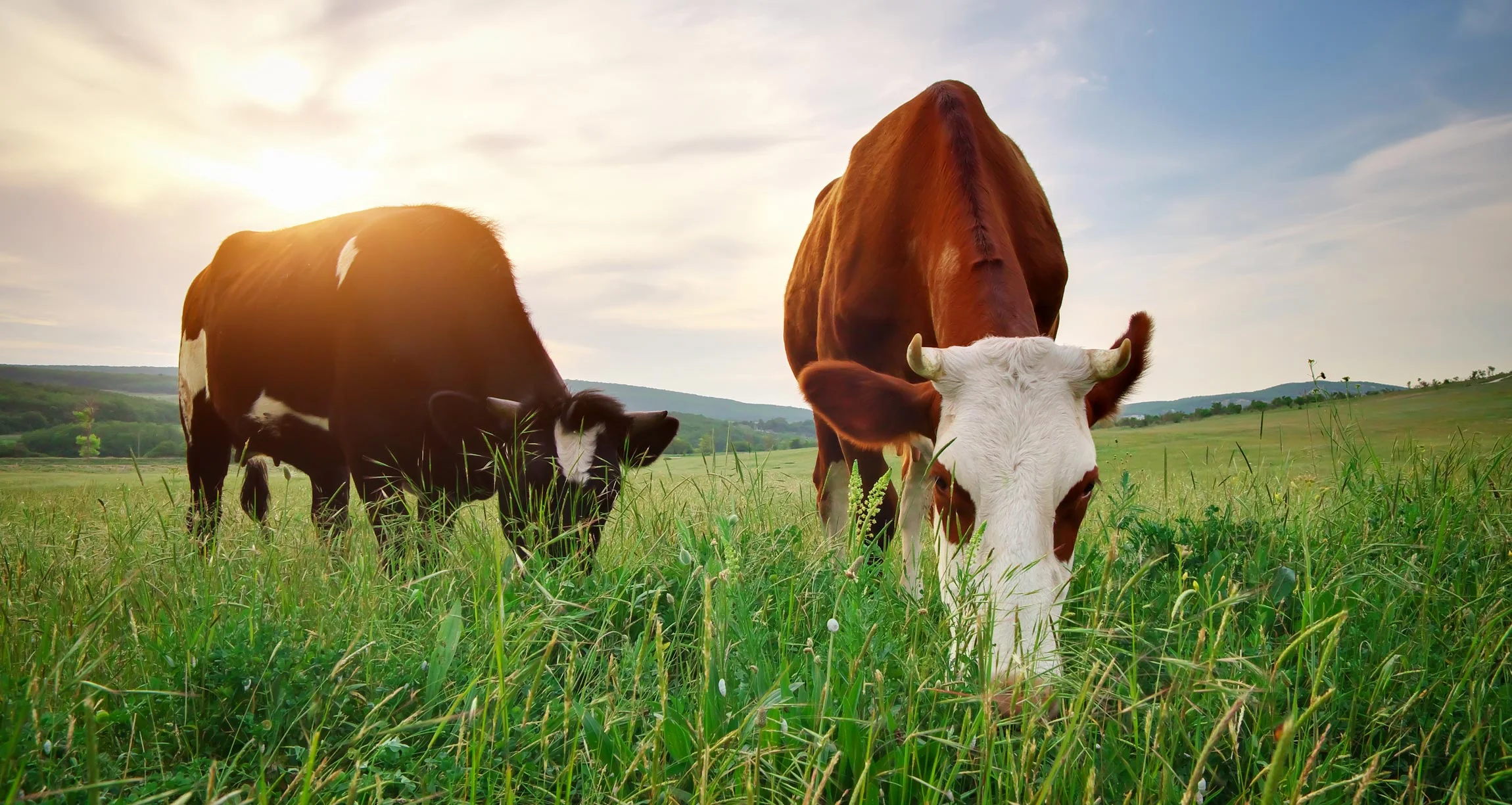 “Product of the U.S.A.” Labeling in the Beef Industry: Economic Protection or Consumer Protection?