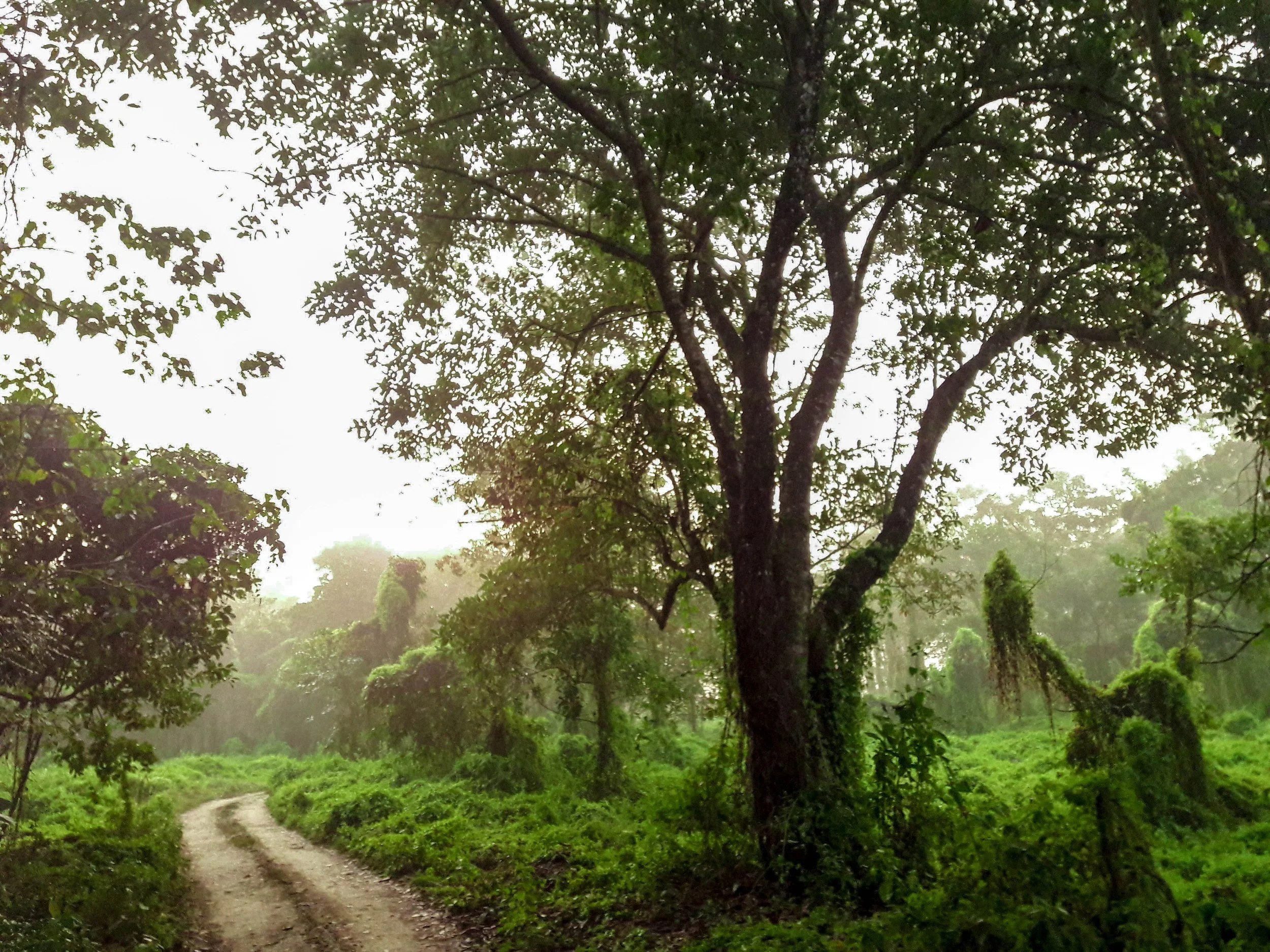 The Future of Conservation Easements