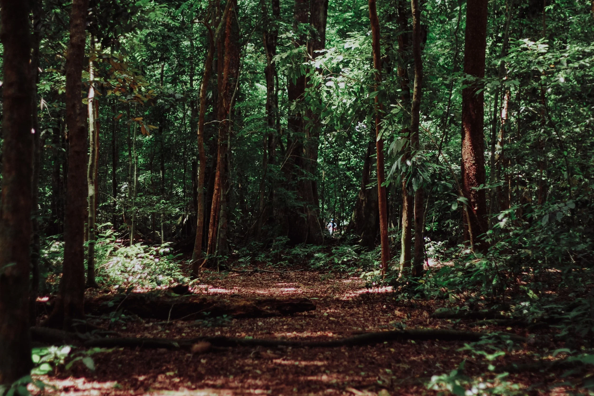 Ignoring the Alternative: Why Kentucky Heartwood is Unlikely to Stop Logging in the Daniel Boone National Forest
