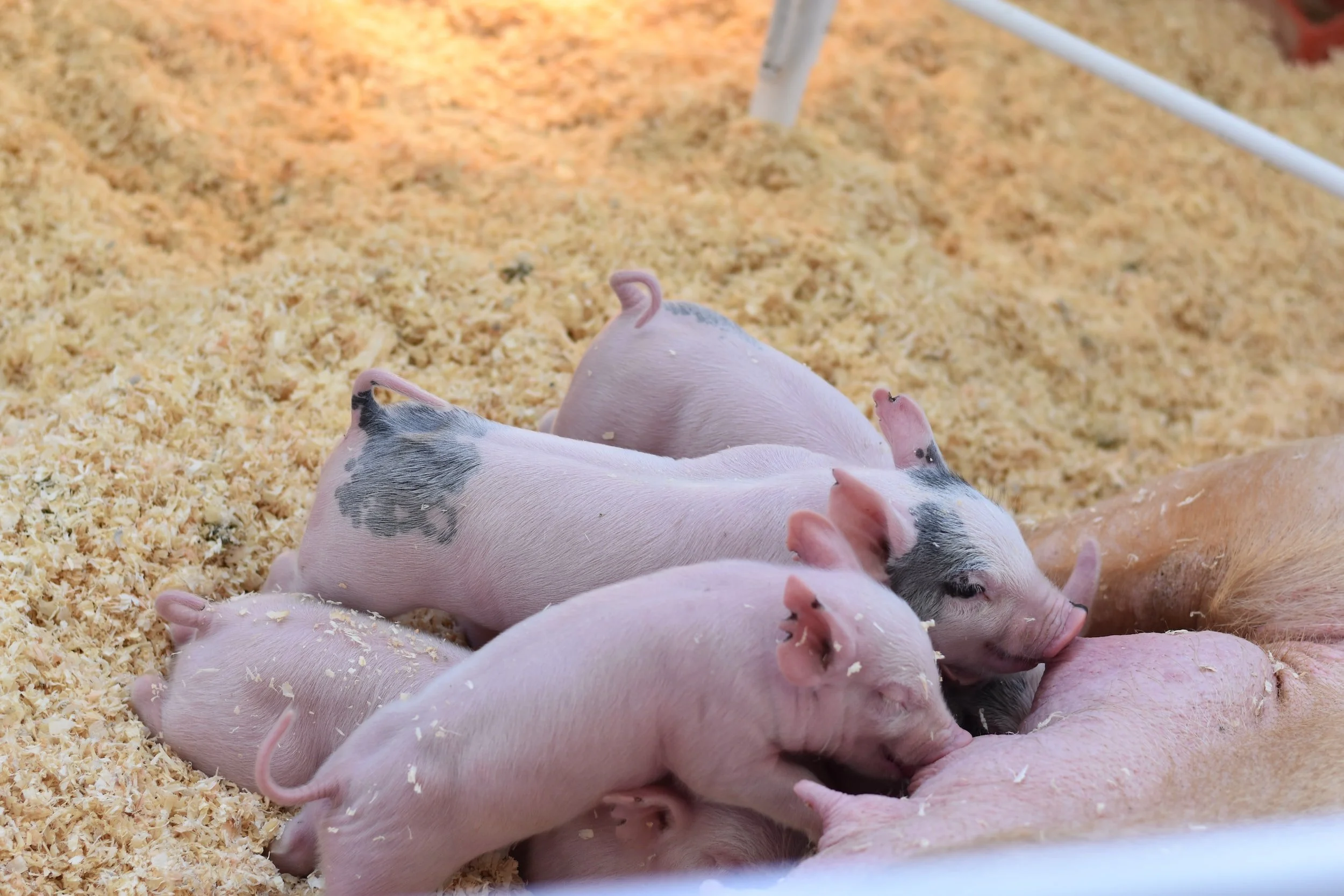 Rescue or Theft: How a Test Case Involving Two Piglets Could Change the Legal Strategy of Animal Welfare Activists Across the Country