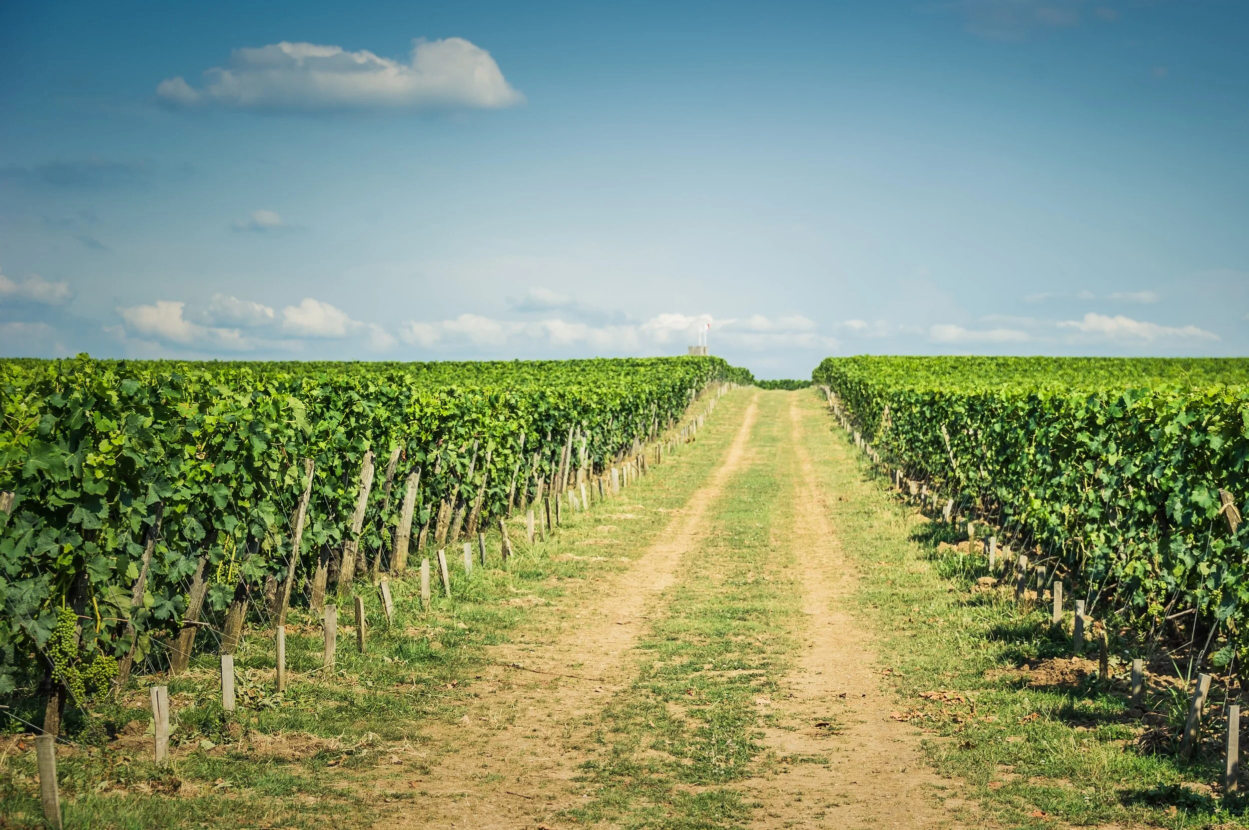 Agriculture's Best Kept Secrets: The Potential Harm of the FTC's Proposed Non-Compete Ban
