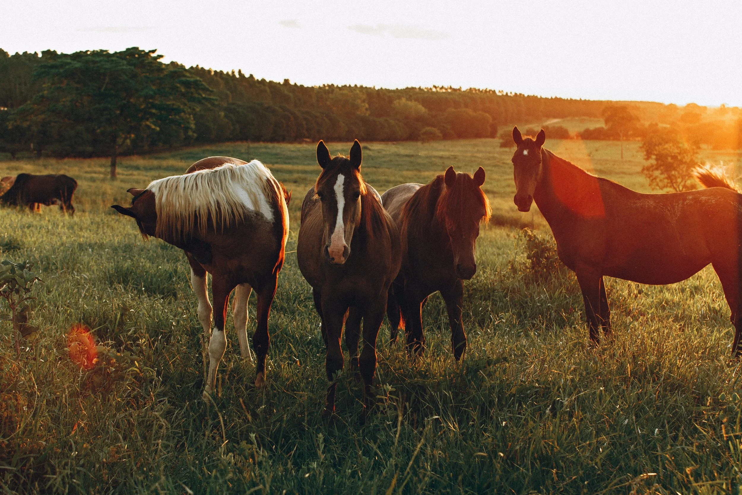 Keep Our Equines SAFE