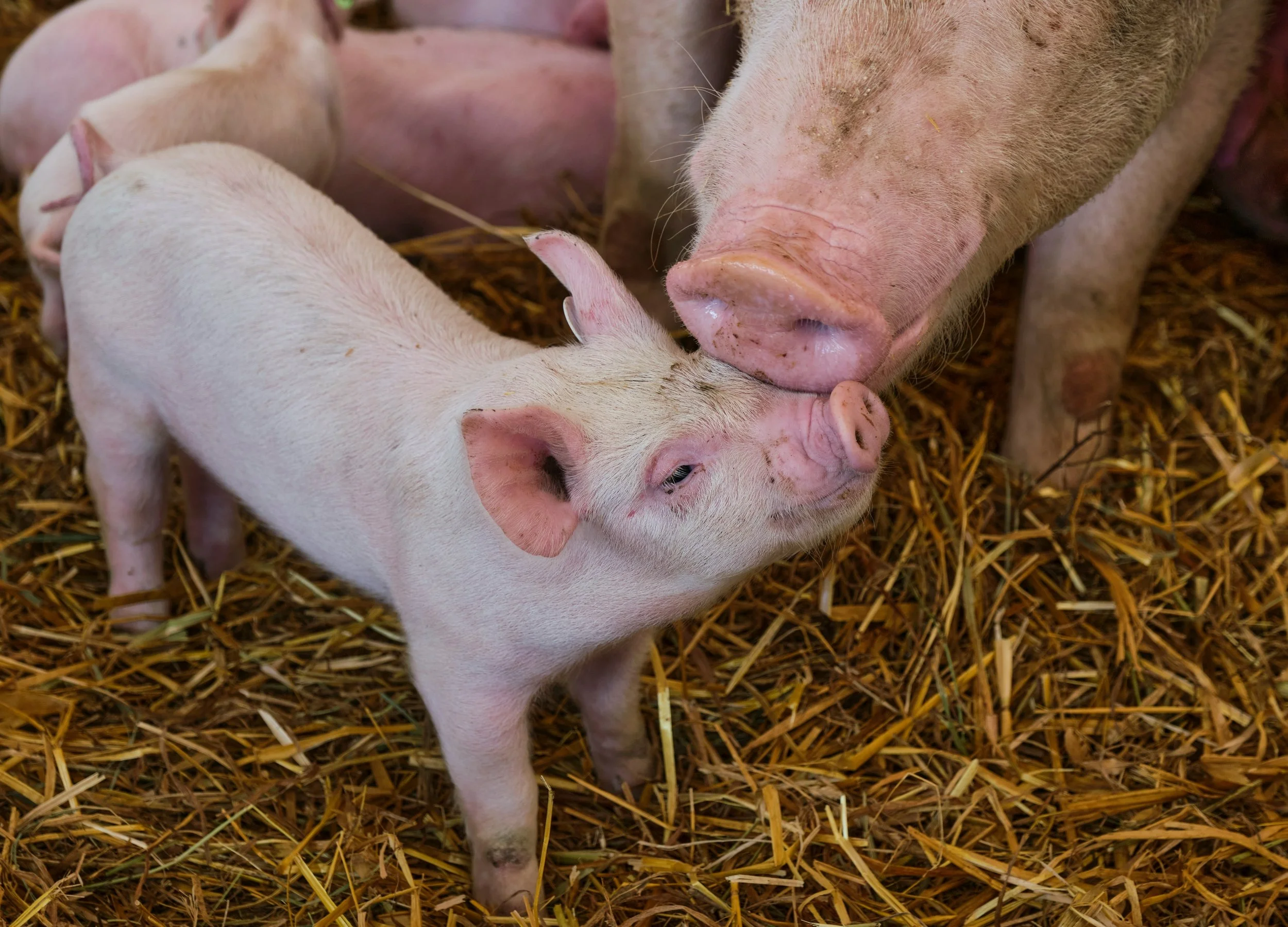 Serving Drama for Dinner: The Controversy of the Proposed EATS Act