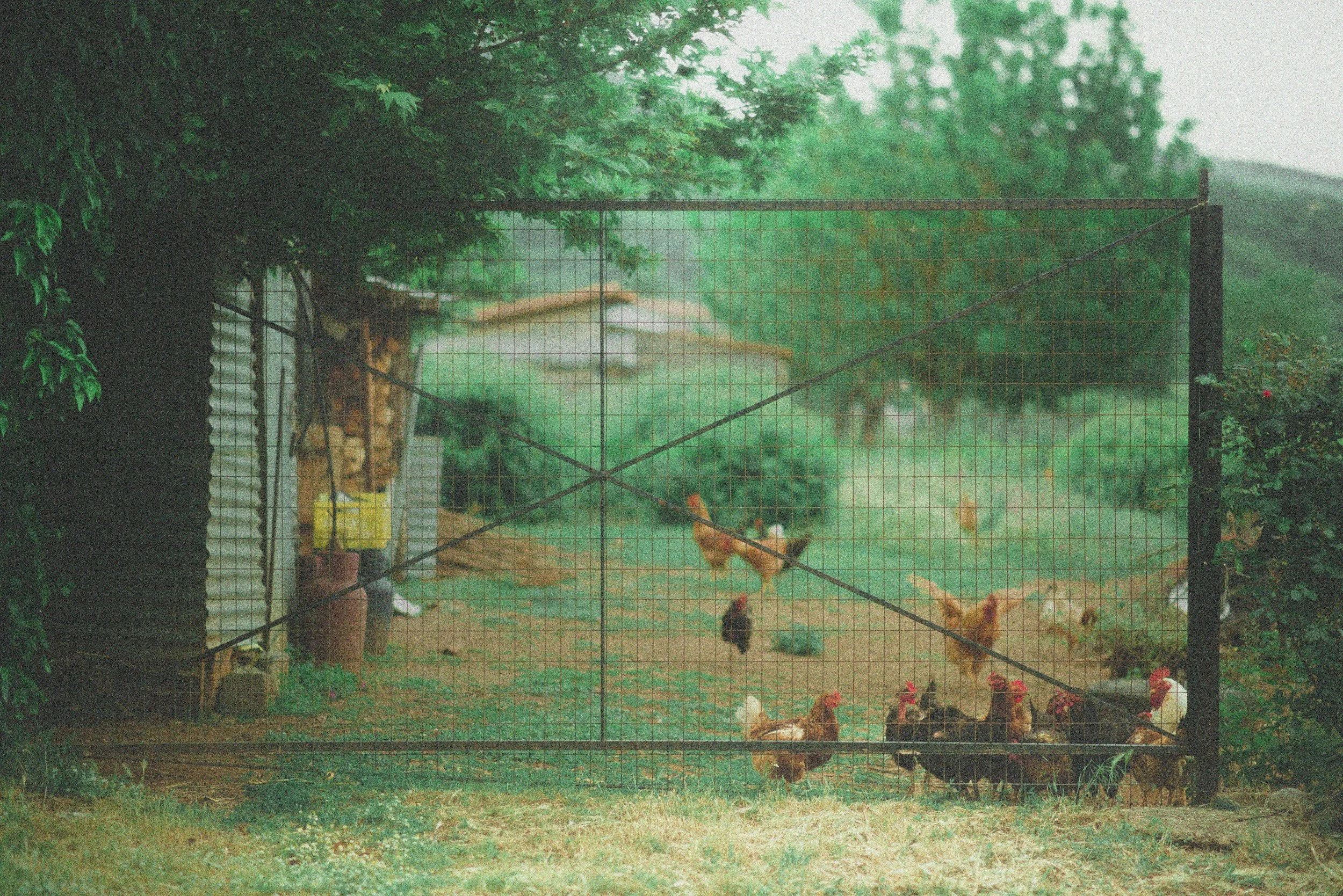 The Impact of Veterinary Stewardship Program Implementations on Backyard Chicken Farming in Rural Georgia 
