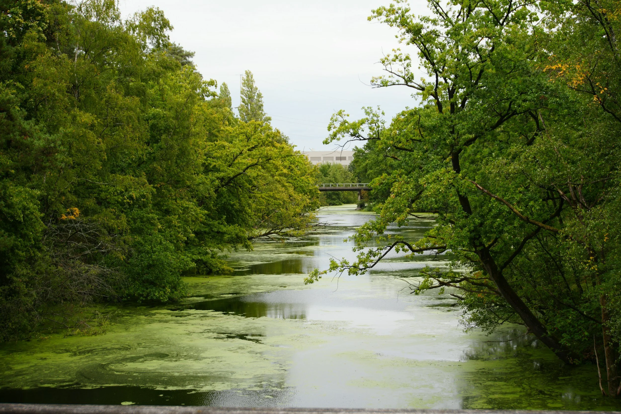 Algal Amendment: Is Enough Being Done About Harmful Algal Blooms?