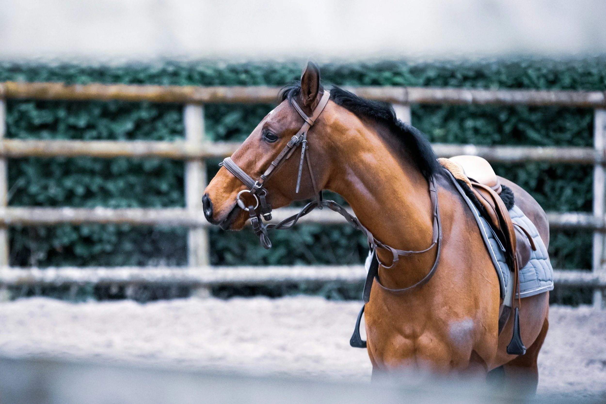 Who Owns a Horse’s DNA? Genetic Testing, Disclosure, and the Future of Equine Sales