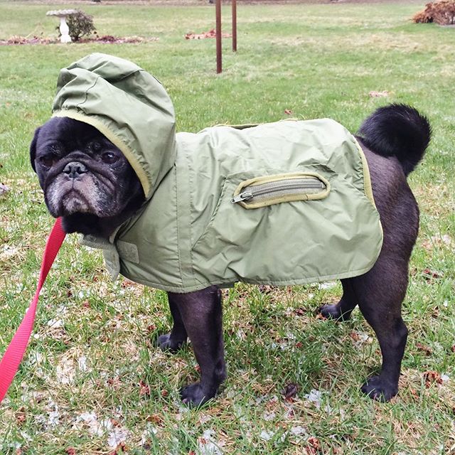 Wrigley is rocking his new rain jacket. Came in the nick of time.