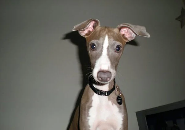 Missing greyhound found dead; family thanks volunteers for extensive search