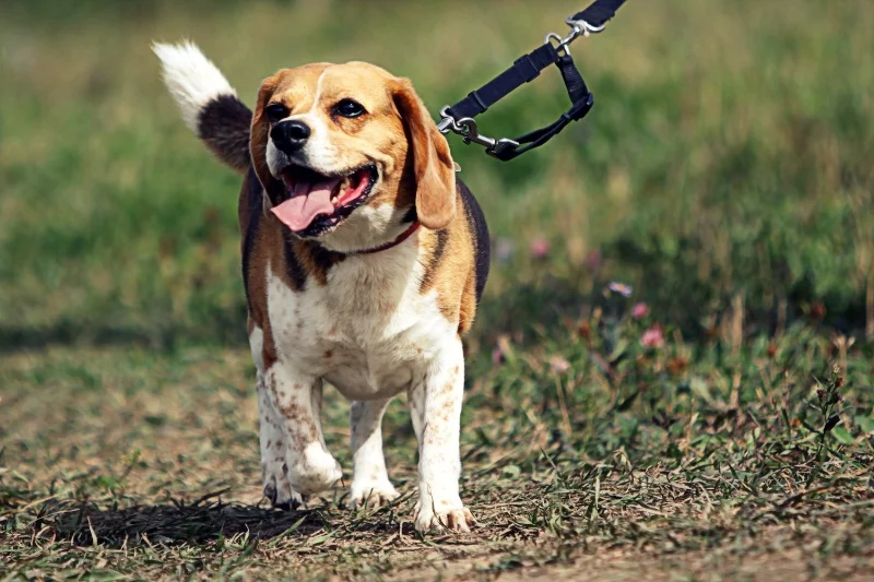 Poll: Should Rochester make it mandatory for dogs to be on a leash?