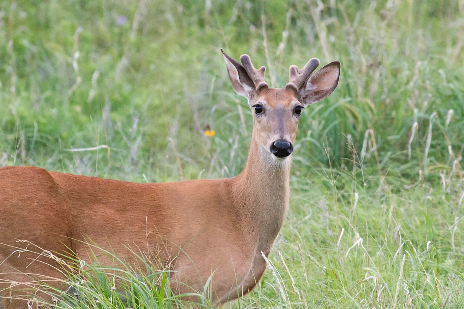 Deer crashes through car's windshield on Highway 52 in Rochester
