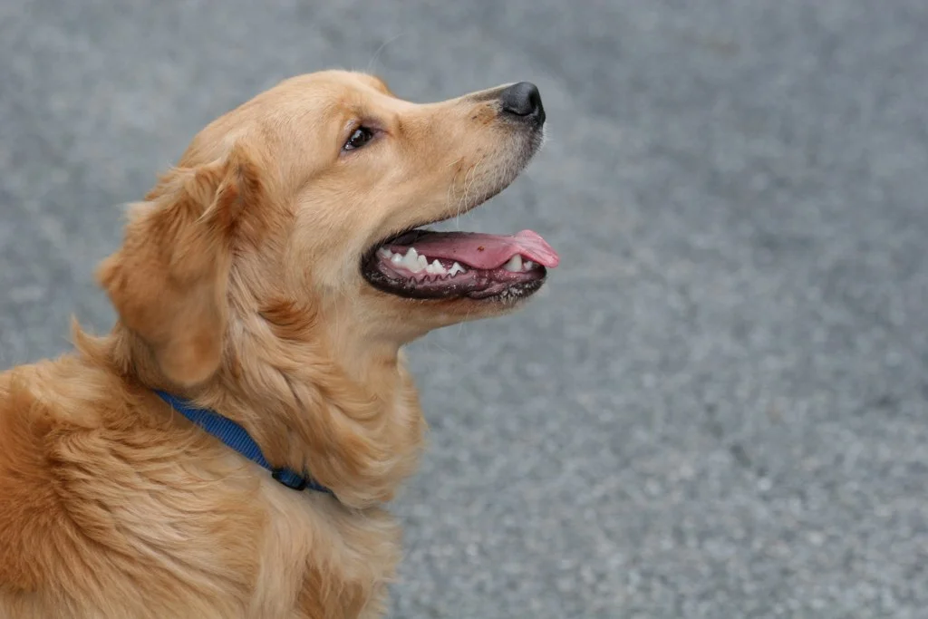 Listen up, dogs: You're invited to a party this weekend in downtown Rochester