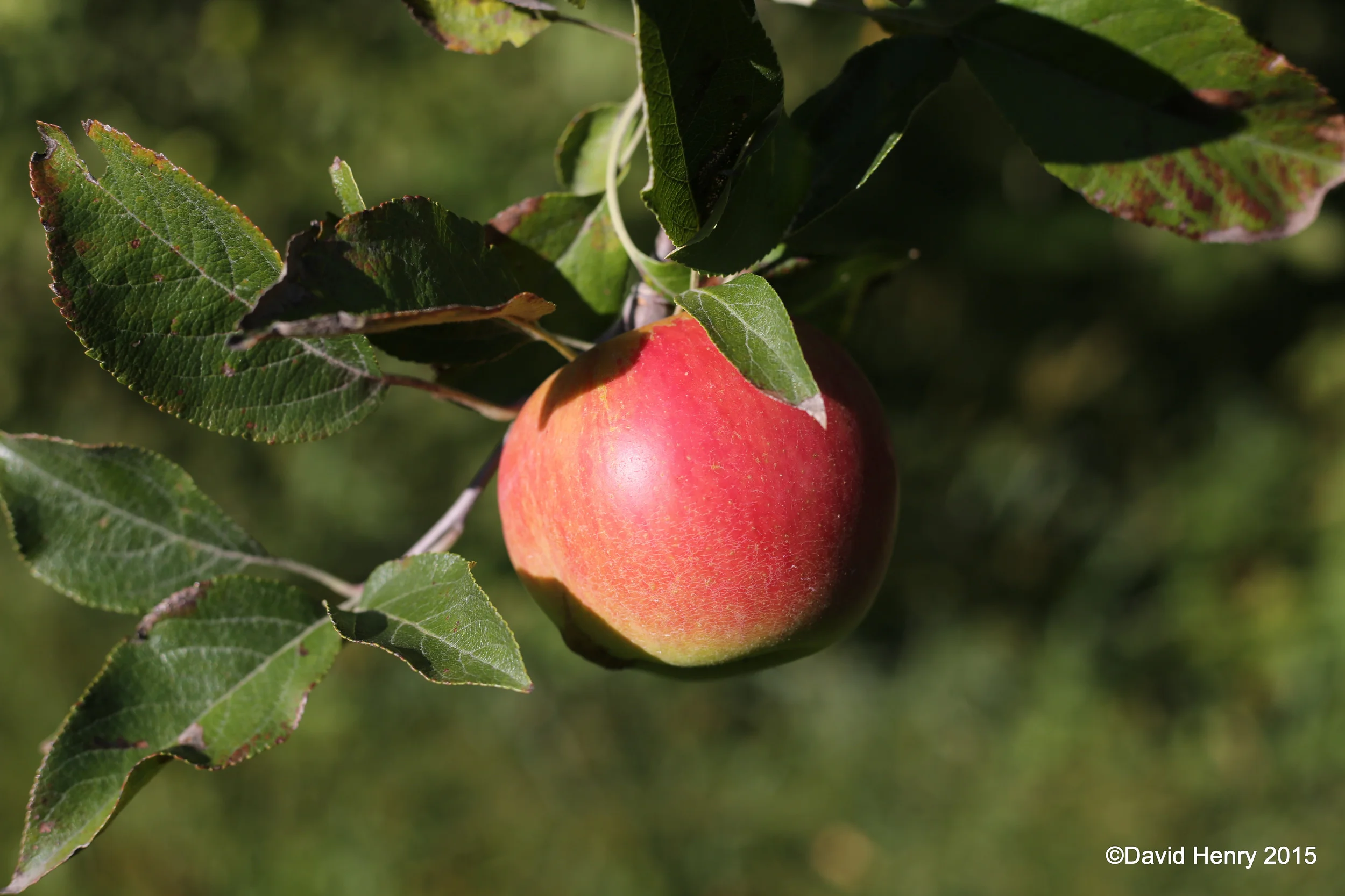 Through the lens: Early autumn at the orchard in southeast Minnesota