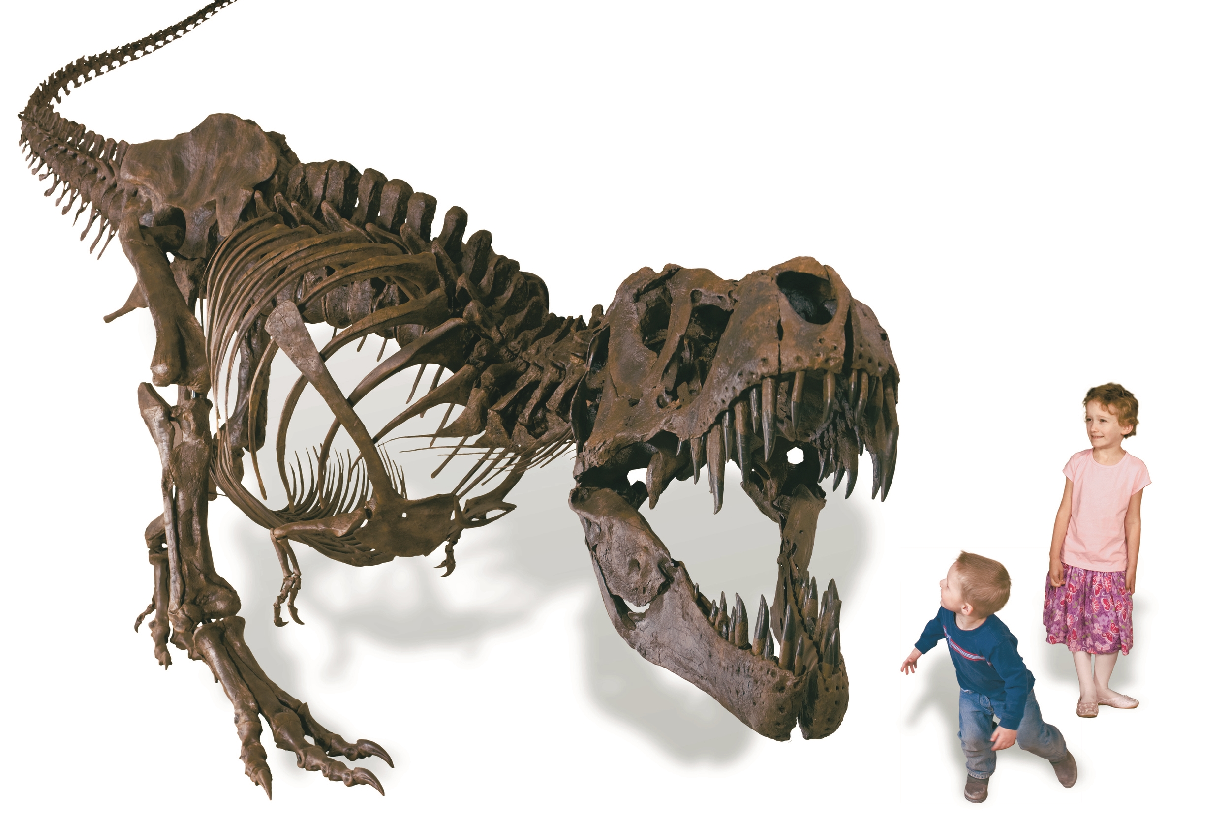 Quarry Hill welcomes back 'Stan the T.rex' — plus three of his friends