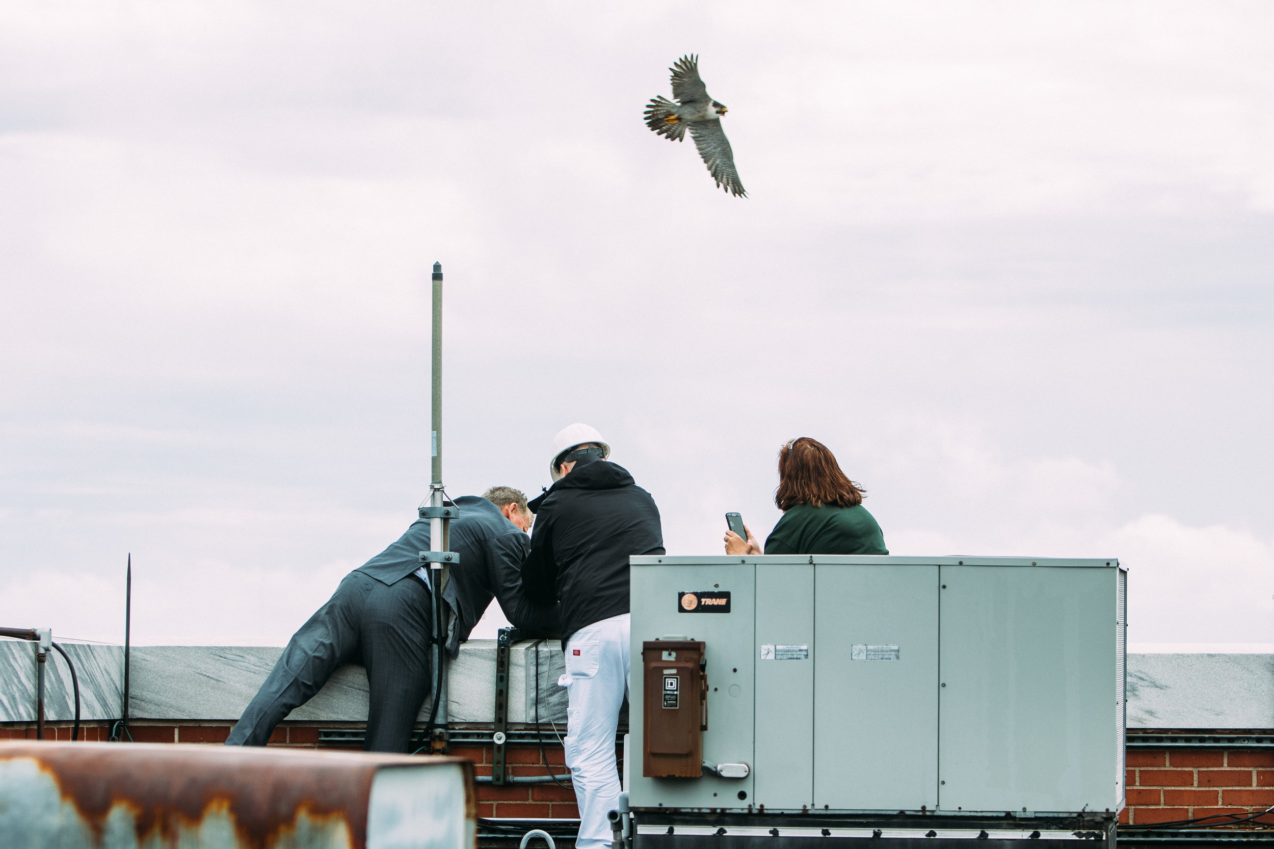 The two resident falcons fought off a total of eight other birds to secure their nest.
