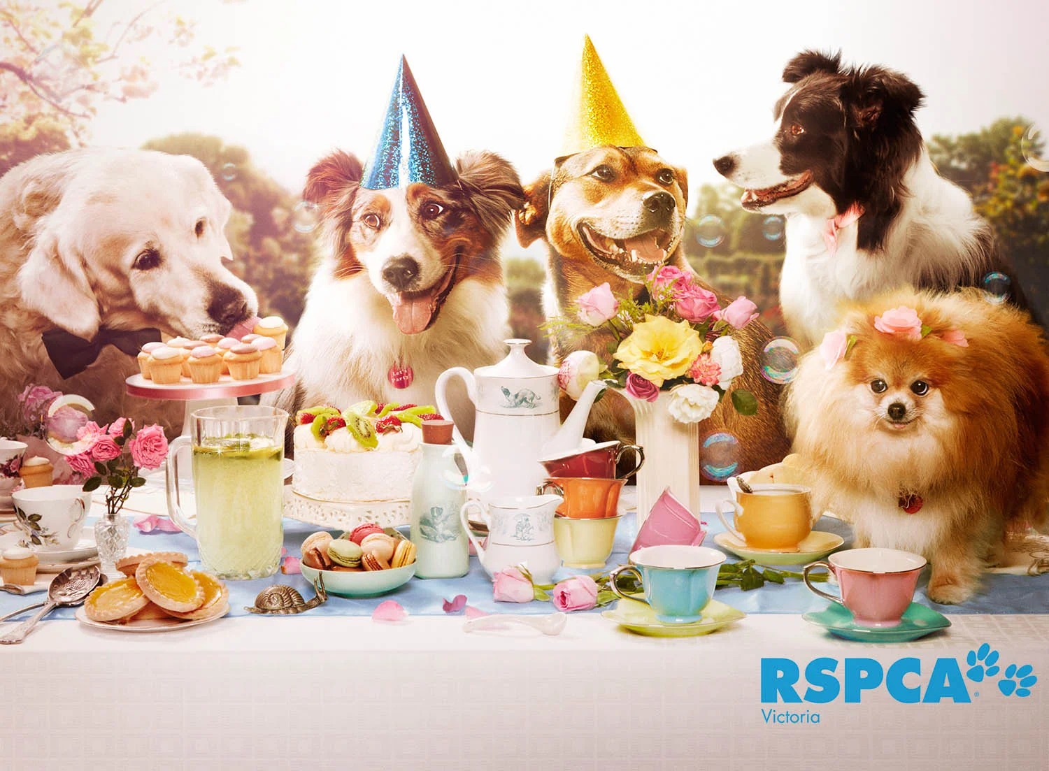 Photography:<br>Asia Upward<br><br>Client:<br>RSPCA