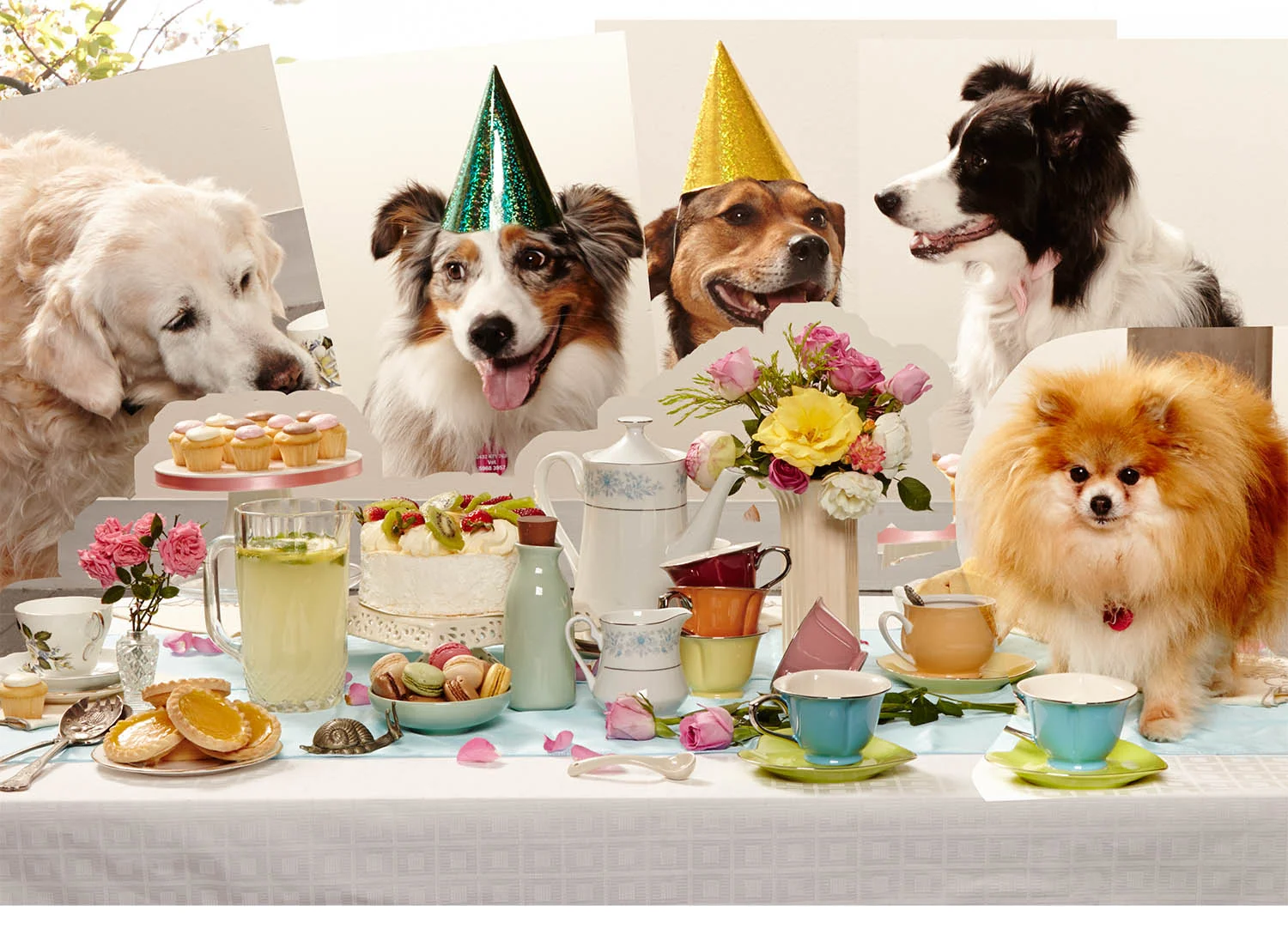 rspca_party_b.jpg