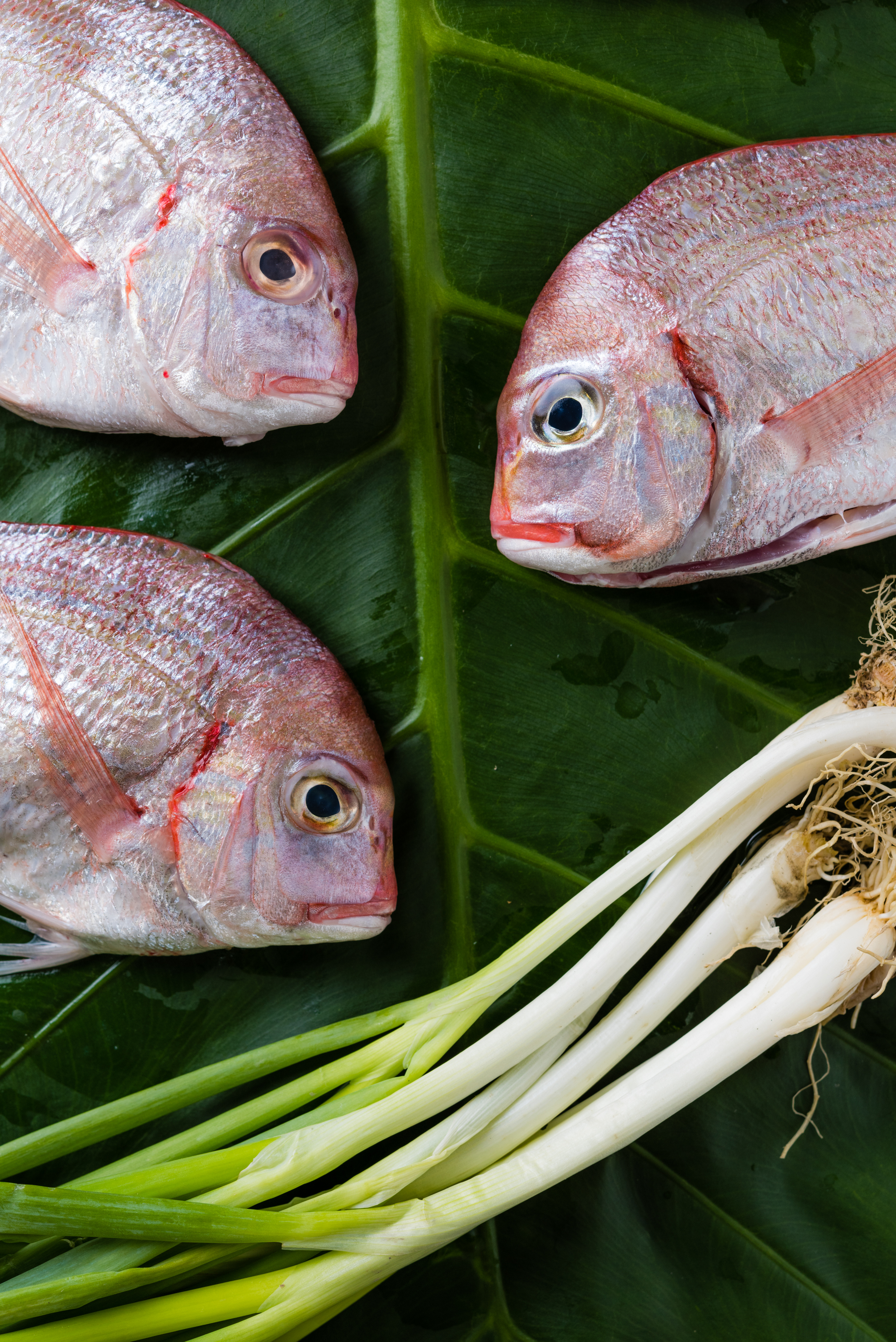 Angry Fish