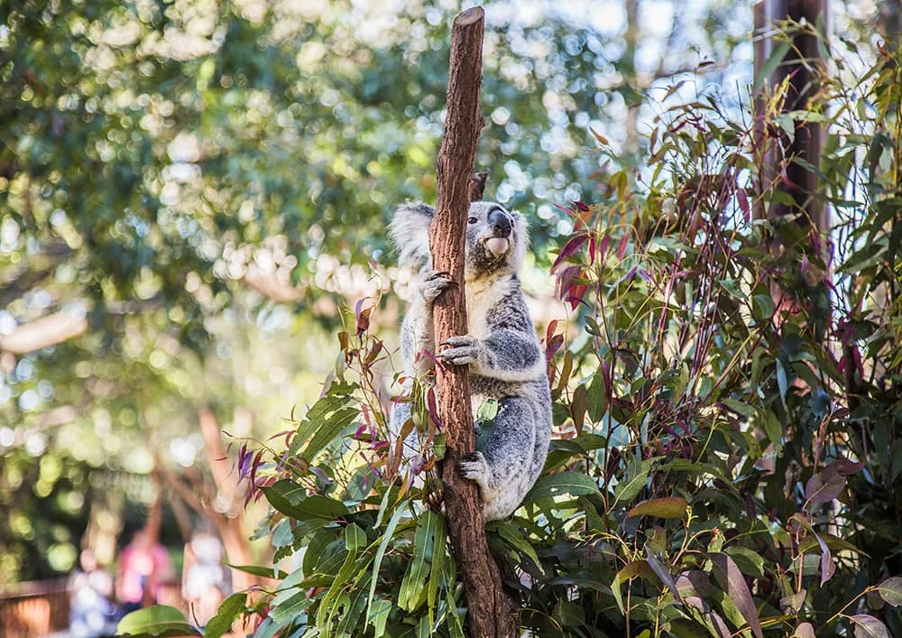 Koala, Australia - tapeta / wallpaper