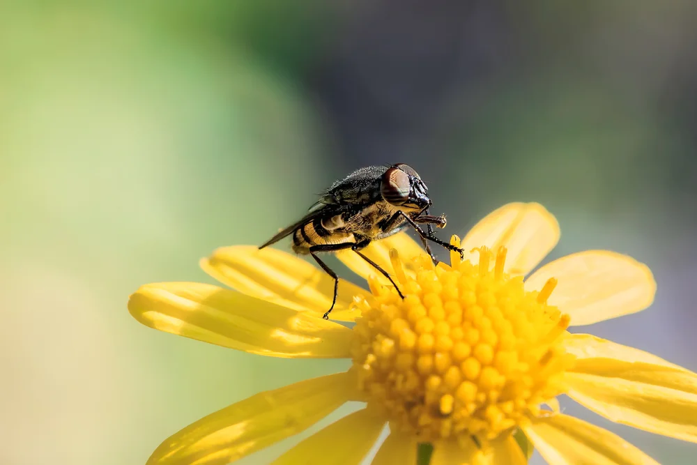Tripod or Valium - The Thing about Macro