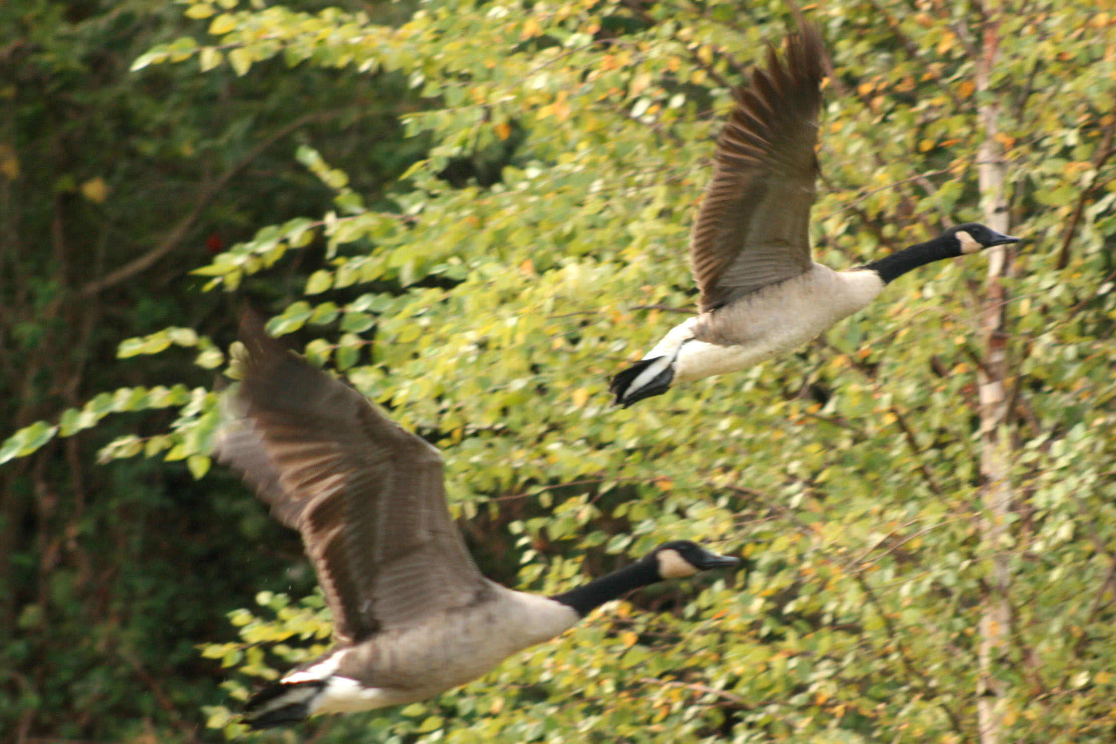 IMG_6116a.jpg