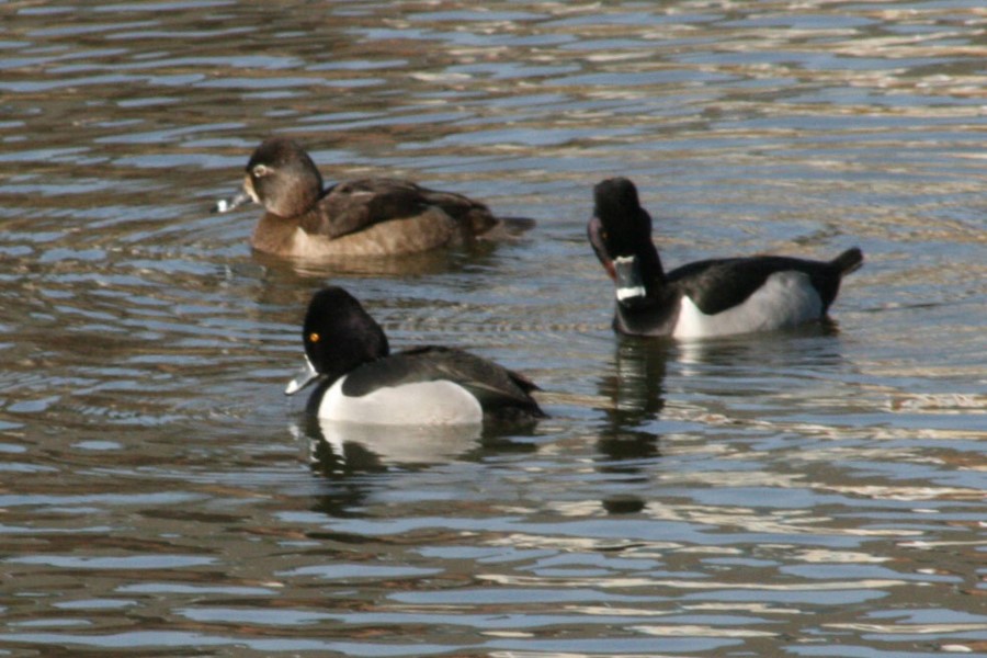 Picture45.jpg