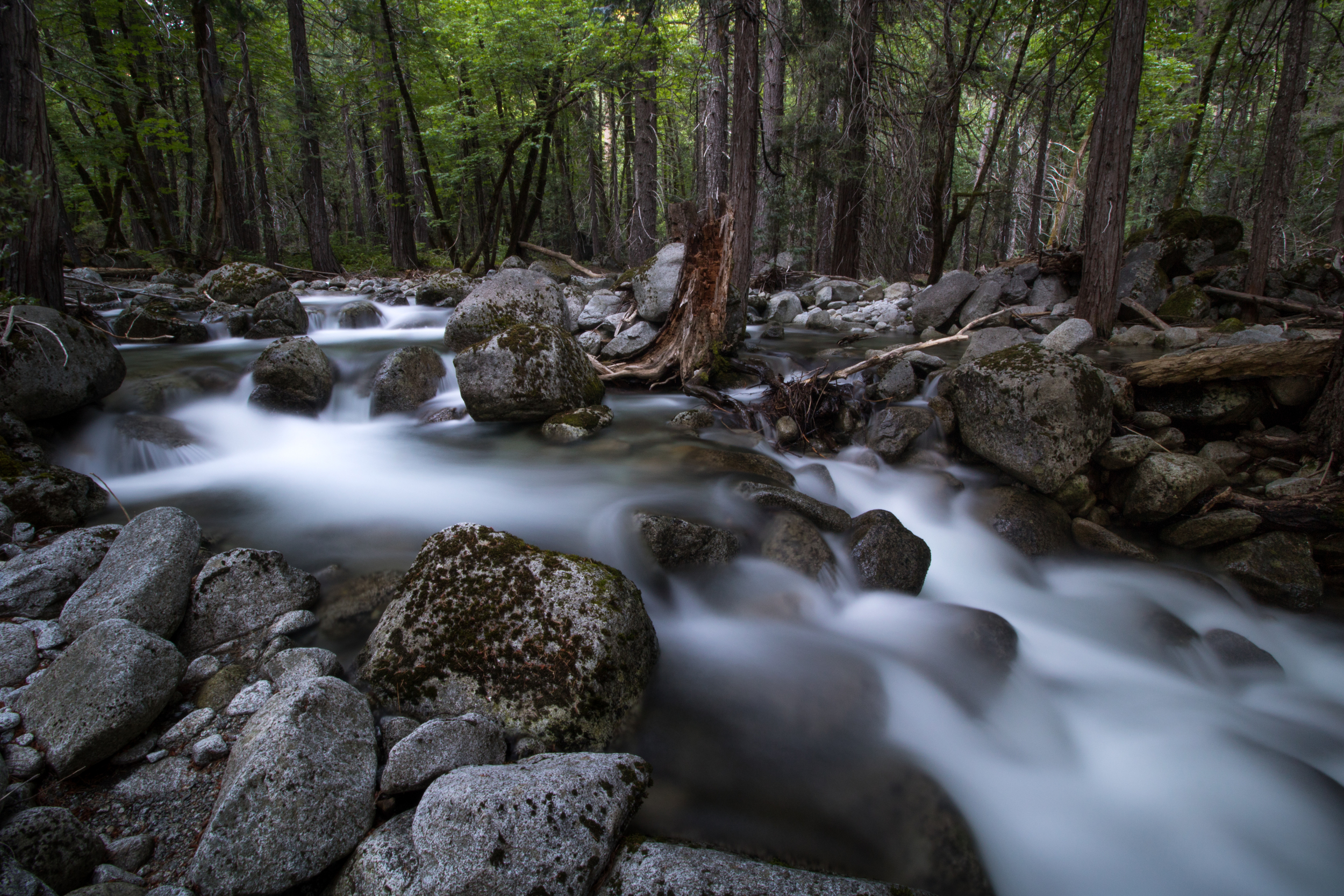 Canyon Creek at Dusk. Shasta-Trinity N.F., Calif. (June 2016)