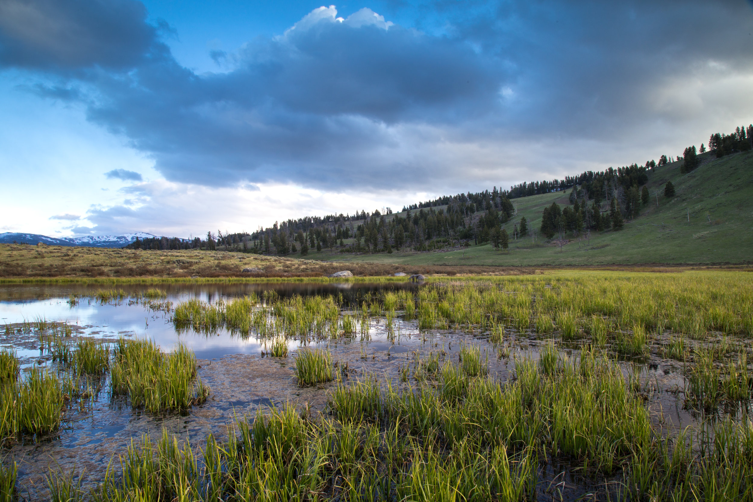 Rescue Creek at Golden Hour. Yellowstone N.P. (May 2017)