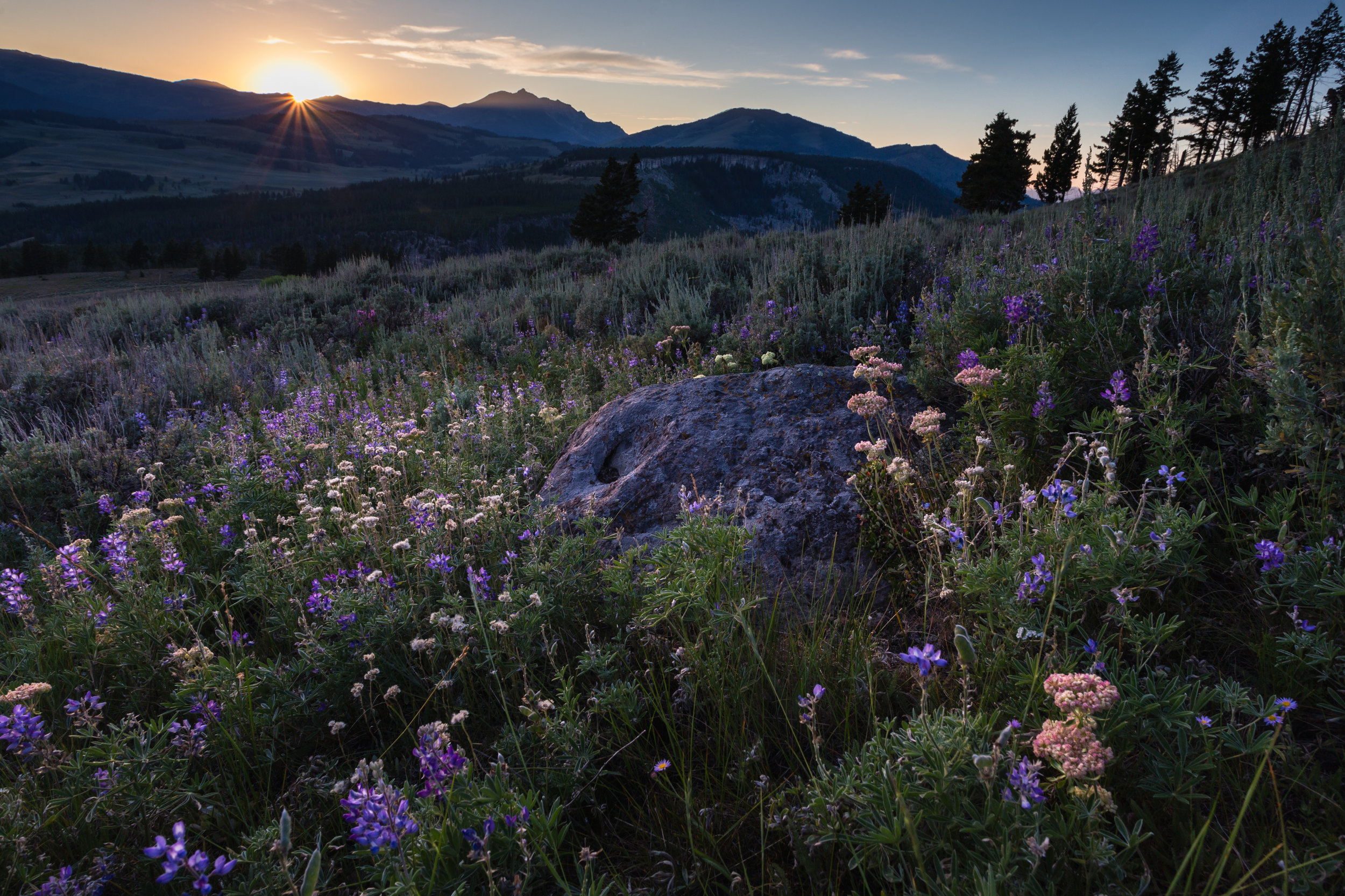 Bunsen Peak Flowers. Yellowstone N.P. (July 25, 2018) 