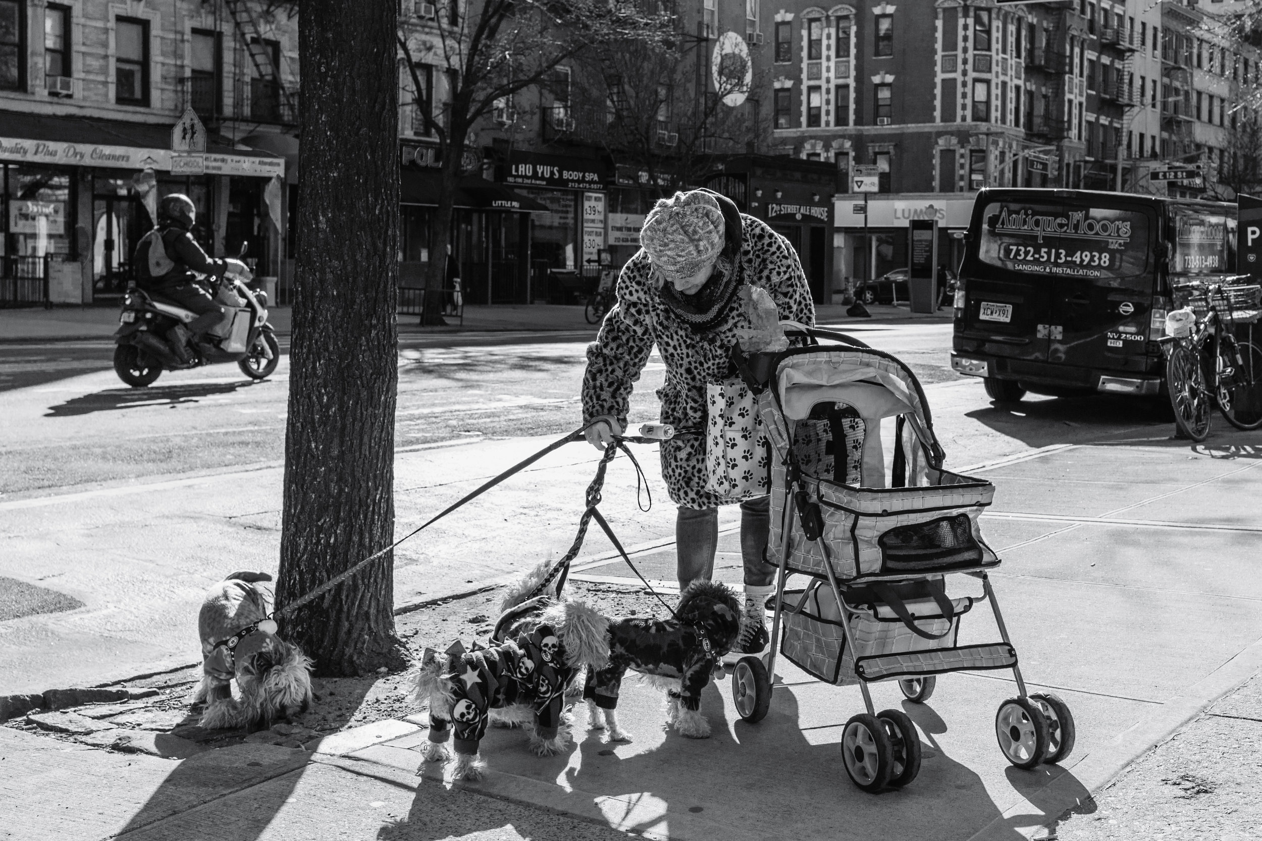 Dog Walker. New York, N.Y. (Jan. 2019)