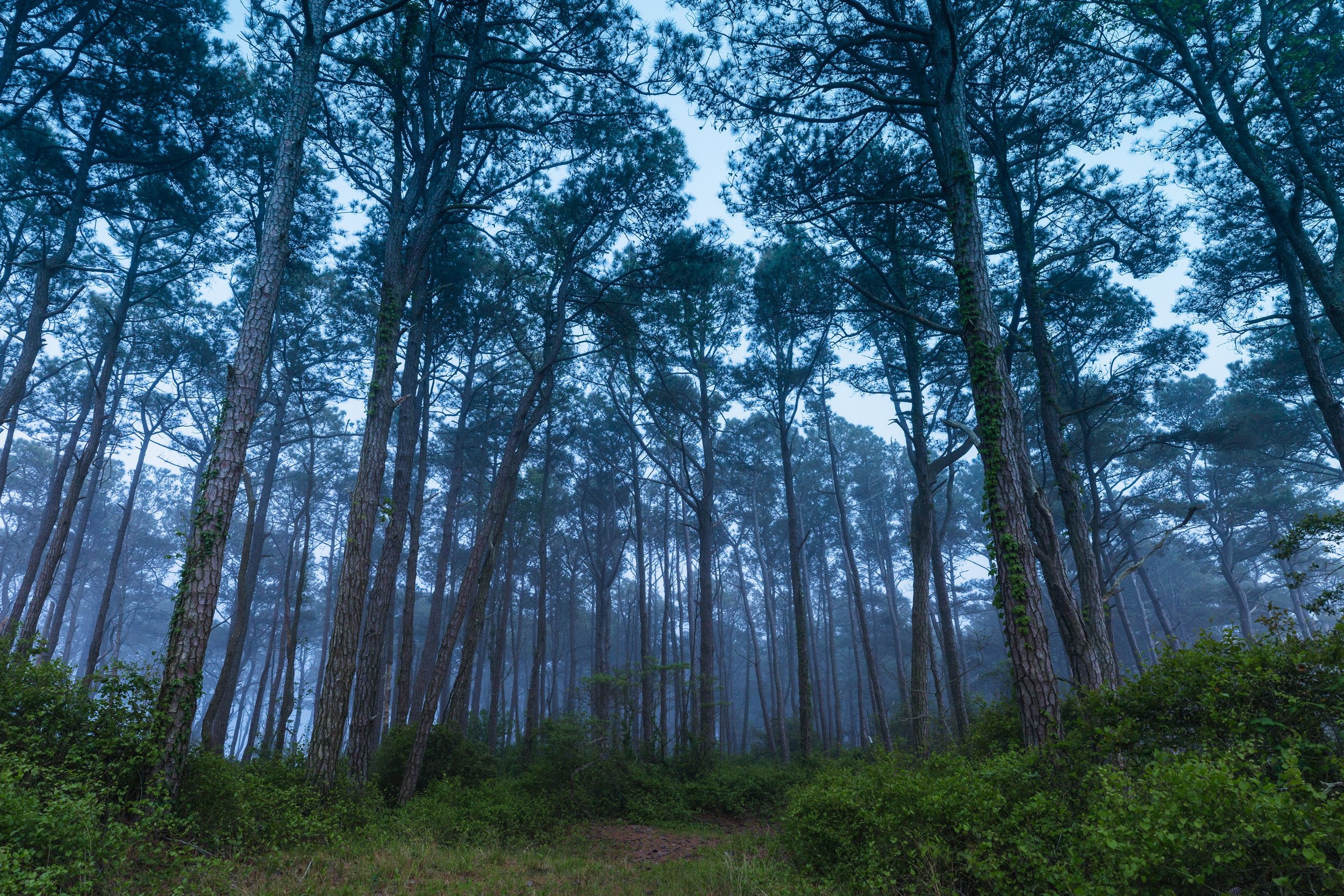 Pines And Fog At Twilight. Assateague N.S. (May 2019)