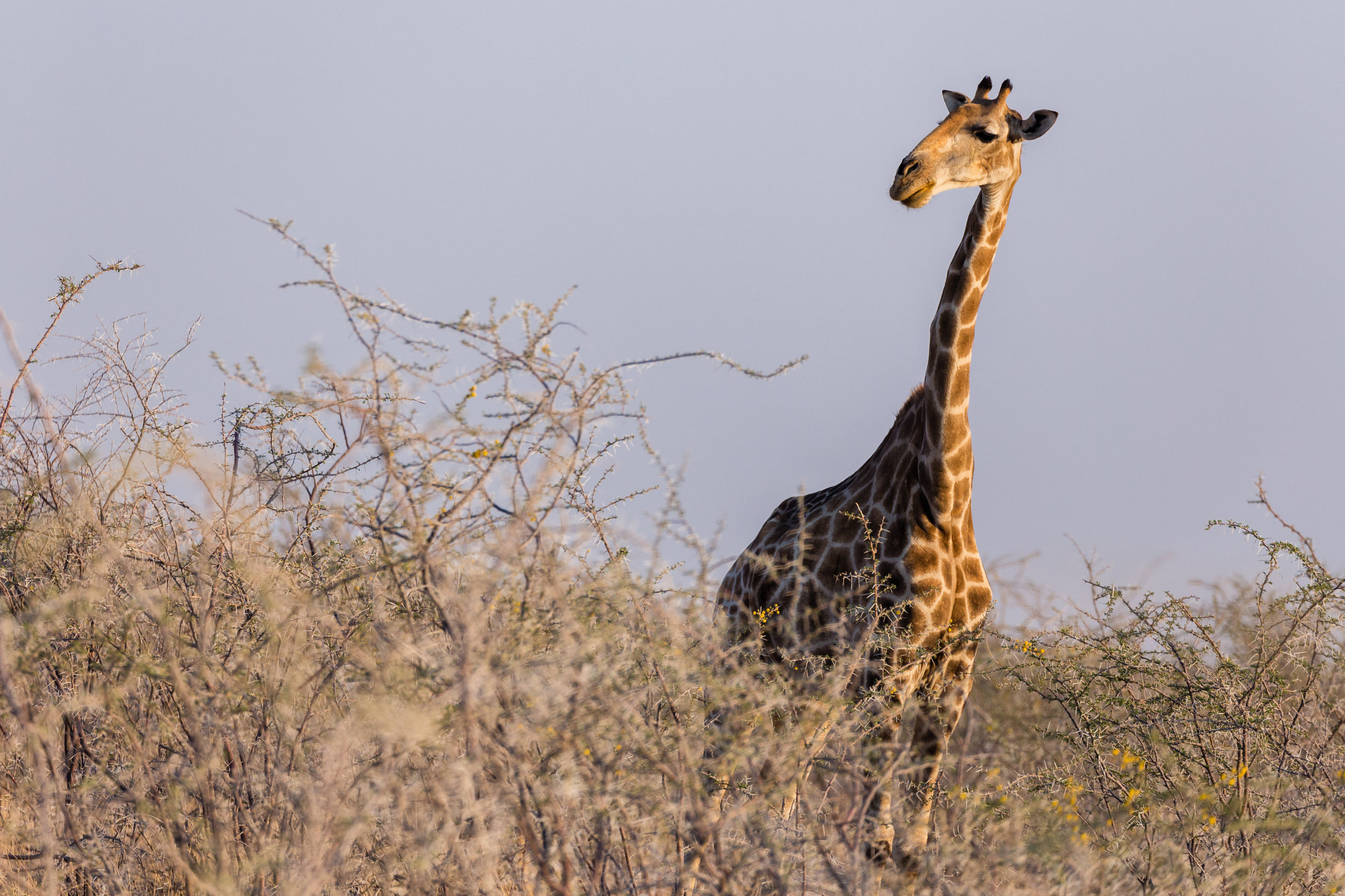 Etosha Sunrise. Etosha, Namibia (Aug. 2019)